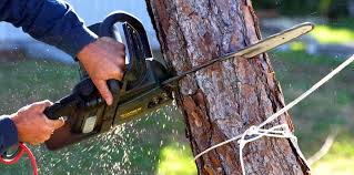 Best Hazardous Tree Removal  in Kenedy, TX