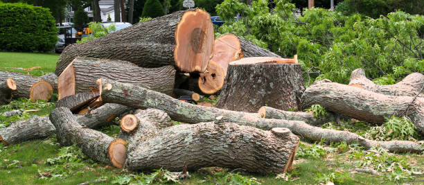 Best Lawn Maintenance Plans  in Kenedy, TX