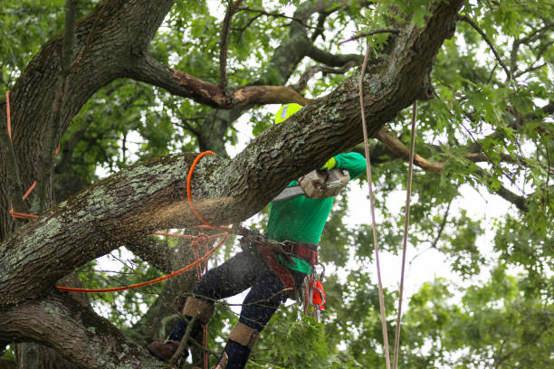 Seasonal Cleanup (Spring/Fall) in Kenedy, TX