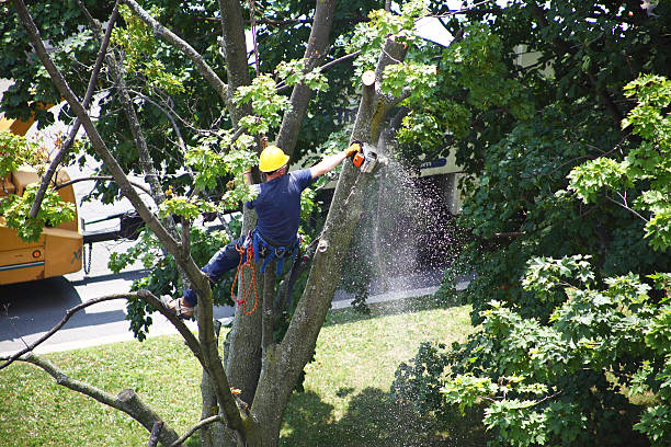 Professional Tree Care in Kenedy, TX